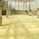 Raw pine pollen powder is naturally dried in glass house