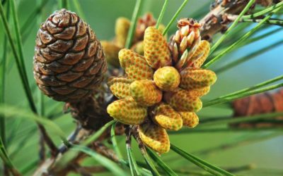 Immature Pine Pollen Spike