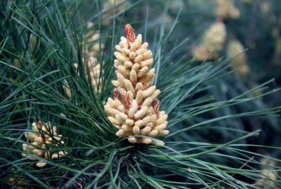 Mature Pine Pollen Spike