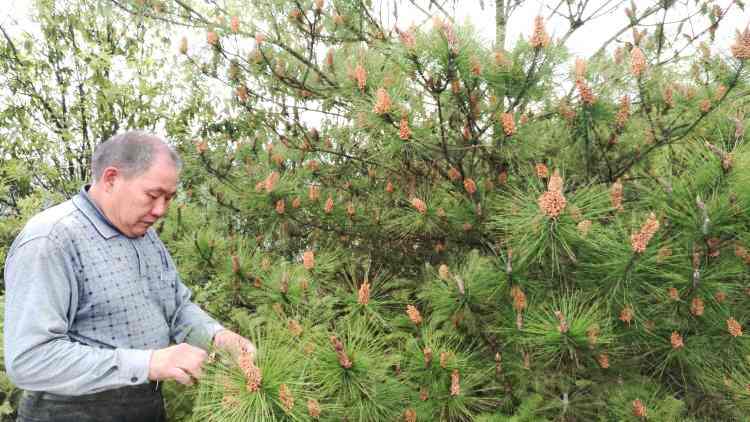 pine pollen collection